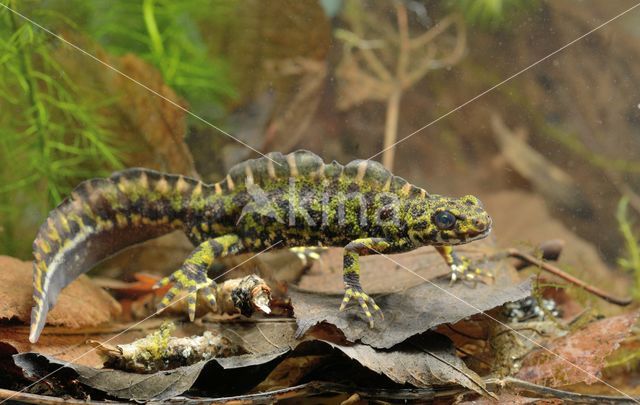 Marmersalamander (Triturus marmoratus)