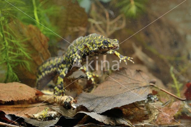 Marmersalamander (Triturus marmoratus)