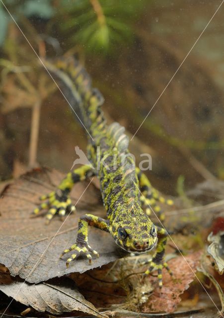 Marbled Newt (Triturus marmoratus)