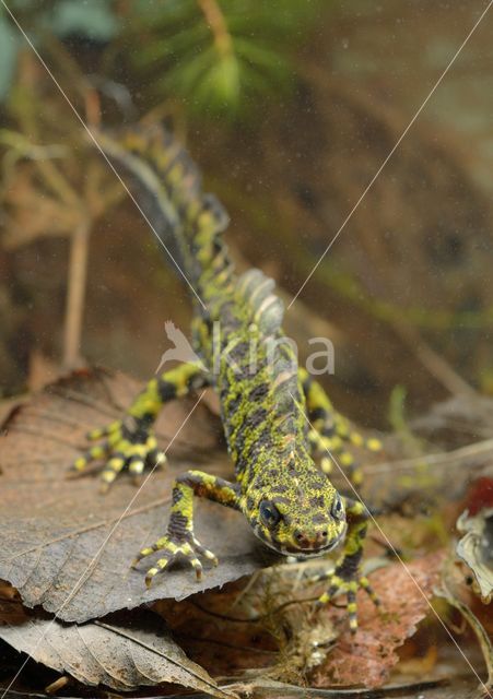 Marmersalamander (Triturus marmoratus)