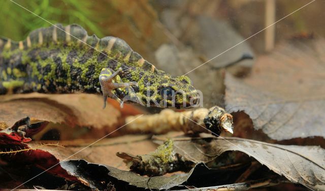 Marmersalamander (Triturus marmoratus)