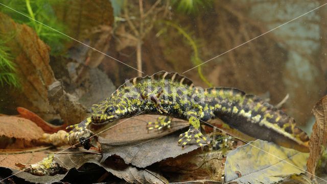 Marmersalamander (Triturus marmoratus)