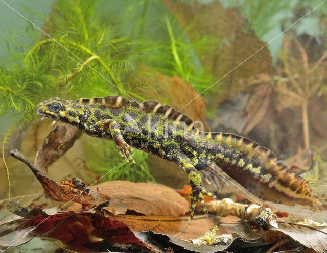 Marmersalamander (Triturus marmoratus)