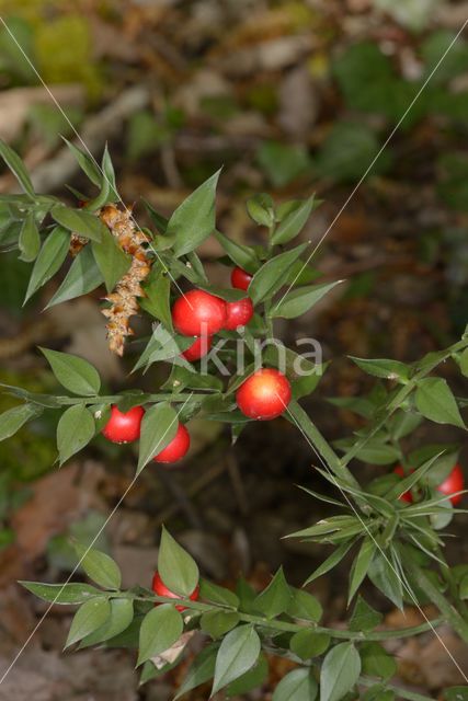 Muizendoorn (Ruscus aculeatus)