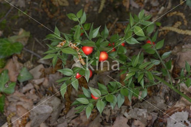 Muizendoorn (Ruscus aculeatus)