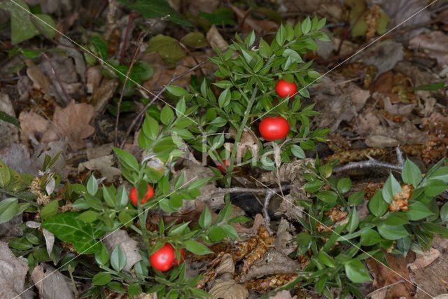 Muizendoorn (Ruscus aculeatus)