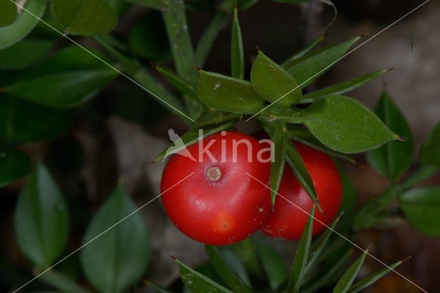 Muizendoorn (Ruscus aculeatus)