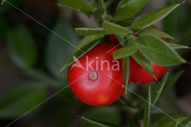 Butcher's Broom (Ruscus aculeatus)