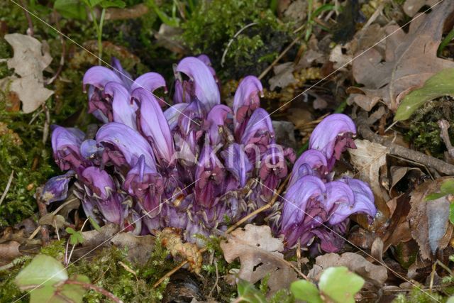 Purple Toothwort (Lathraea clandestina)