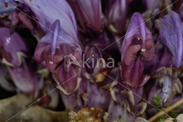 Purple Toothwort (Lathraea clandestina)