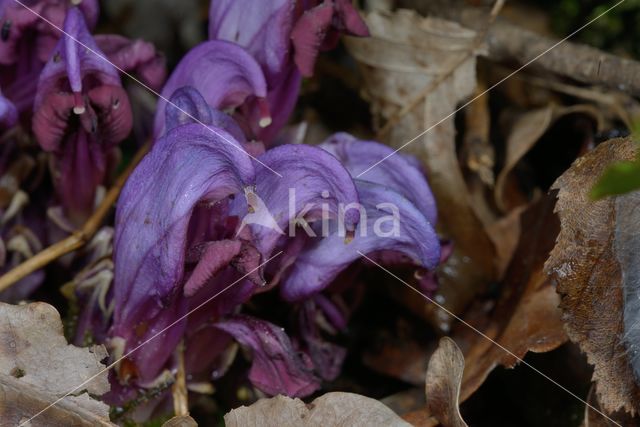 Purple Toothwort (Lathraea clandestina)