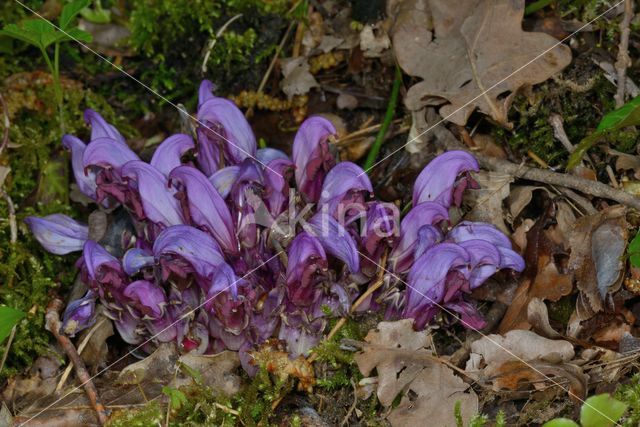 Purple Toothwort (Lathraea clandestina)