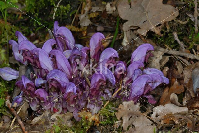 Purple Toothwort (Lathraea clandestina)