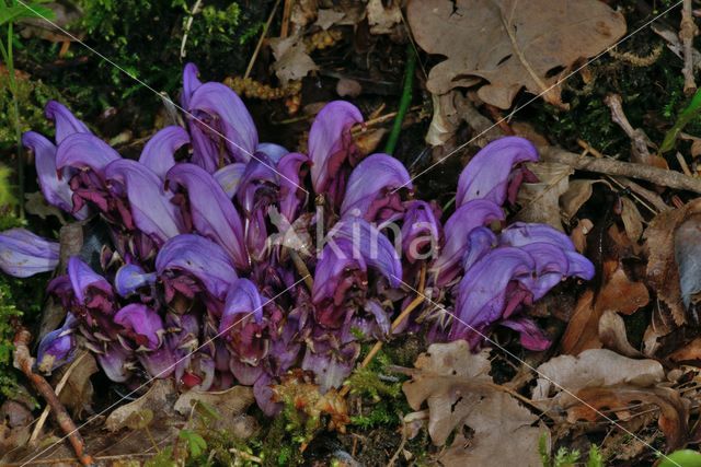 Purple Toothwort (Lathraea clandestina)