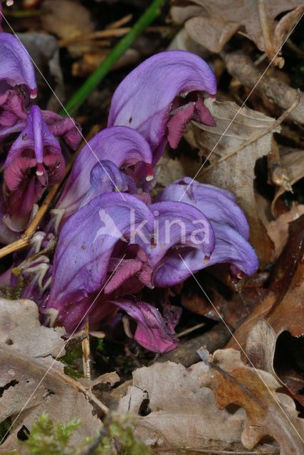 Purple Toothwort (Lathraea clandestina)