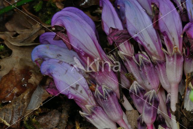 Purple Toothwort (Lathraea clandestina)