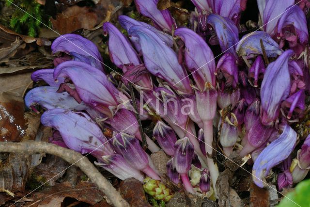 Purple Toothwort (Lathraea clandestina)