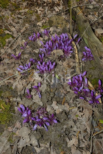 Purple Toothwort (Lathraea clandestina)