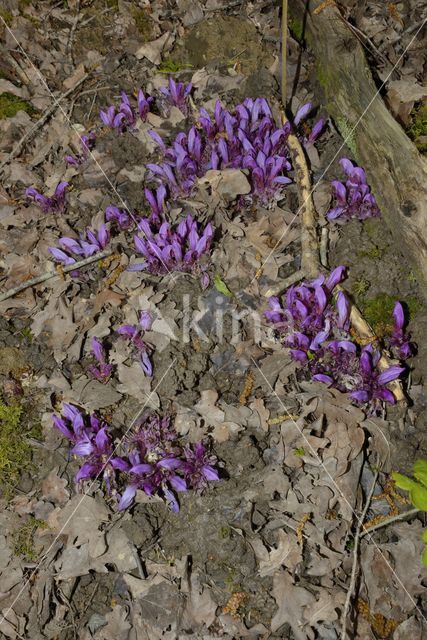 Purple Toothwort (Lathraea clandestina)