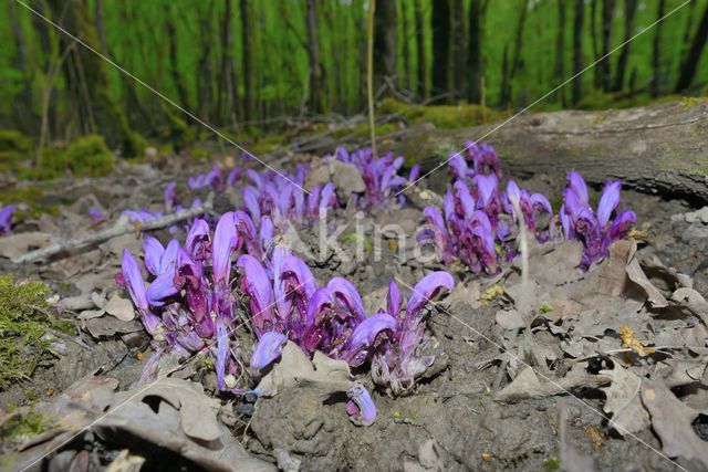 Purple Toothwort (Lathraea clandestina)