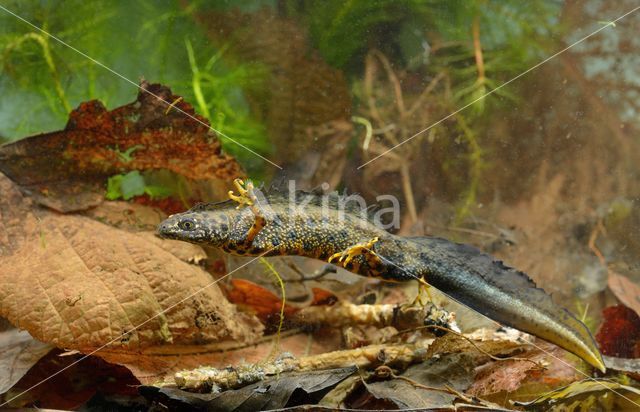 Kamsalamander (Triturus cristatus)