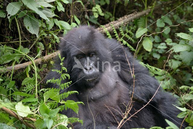 Mountain gorilla (Gorilla beringei beringei)