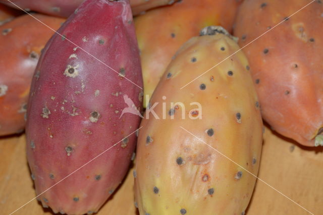 Texas prickly pear (Opuntia engelmannii var lindheimeri)