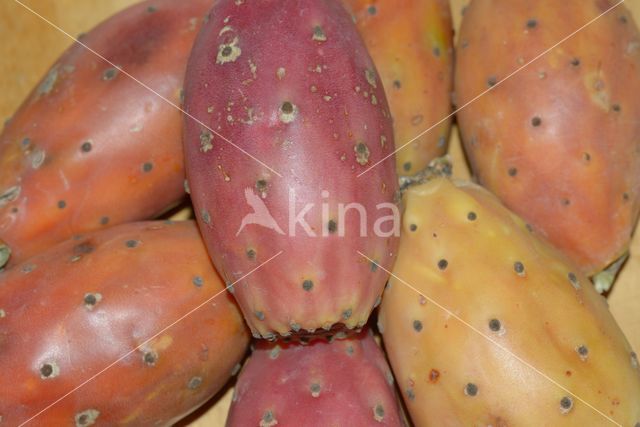 Texas prickly pear (Opuntia engelmannii var lindheimeri)