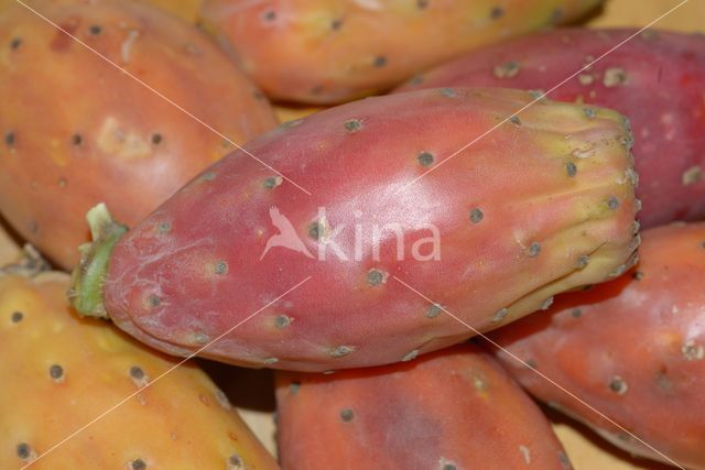 Texas prickly pear (Opuntia engelmannii var lindheimeri)