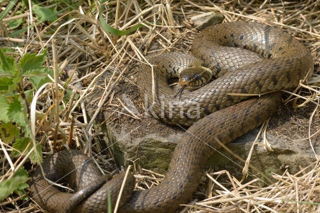 grass snake (Natrix natrix helvetica)