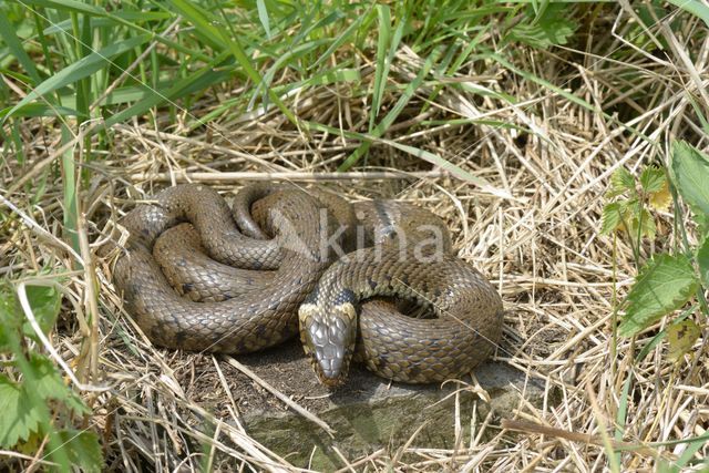 grass snake (Natrix natrix helvetica)