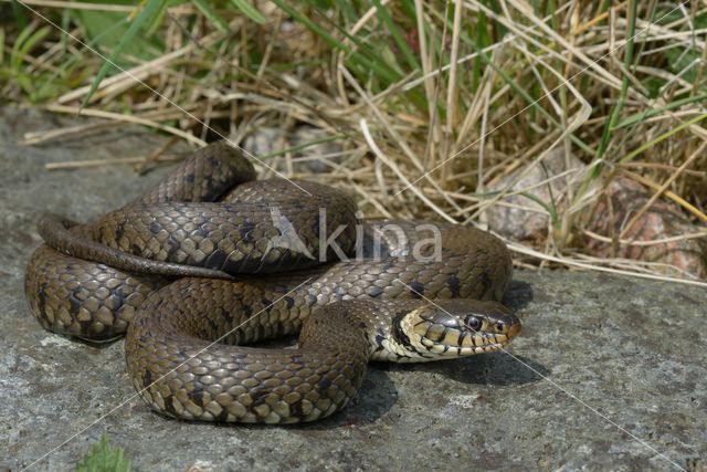 grass snake (Natrix natrix helvetica)