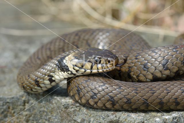 grass snake (Natrix natrix helvetica)