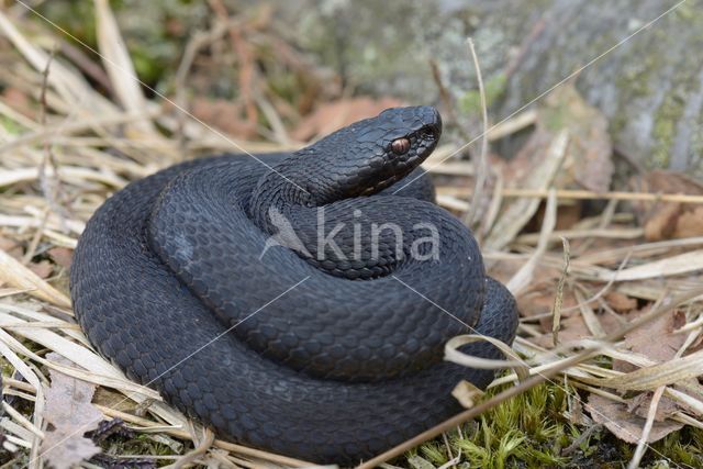 Common Viper (Vipera berus)