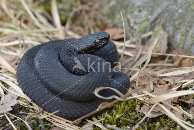 Common Viper (Vipera berus)