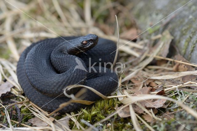 Common Viper (Vipera berus)