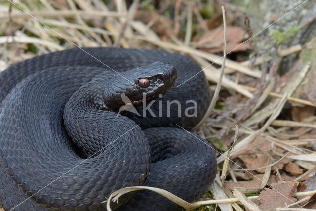 Common Viper (Vipera berus)