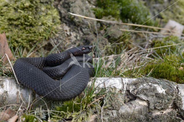 Adder (Vipera berus)