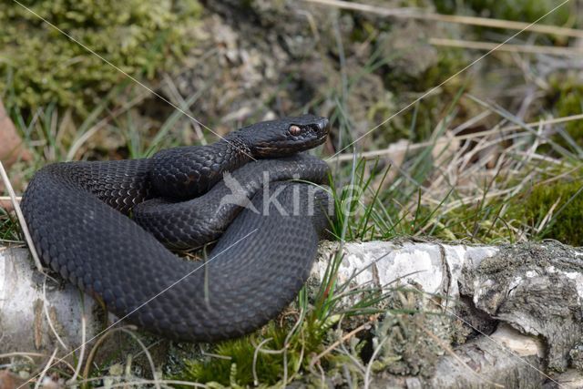 Adder (Vipera berus)