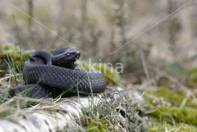 Common Viper (Vipera berus)