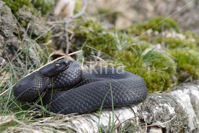 Adder (Vipera berus)