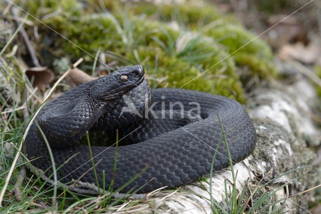 Adder (Vipera berus)