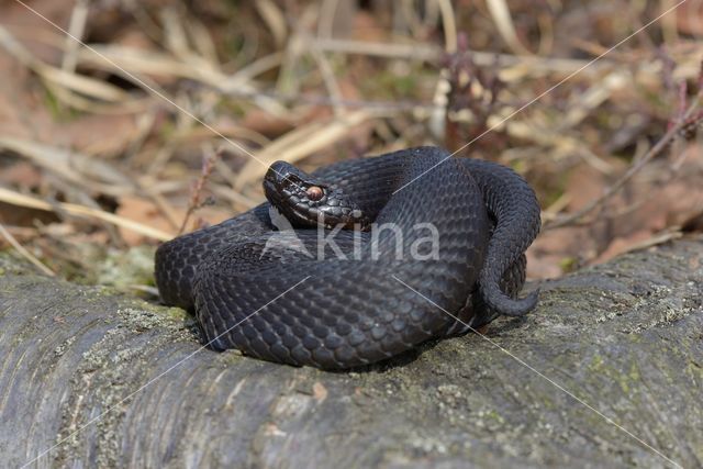 Common Viper (Vipera berus)