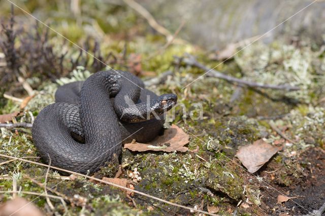 Adder (Vipera berus)