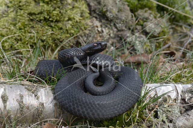 Adder (Vipera berus)