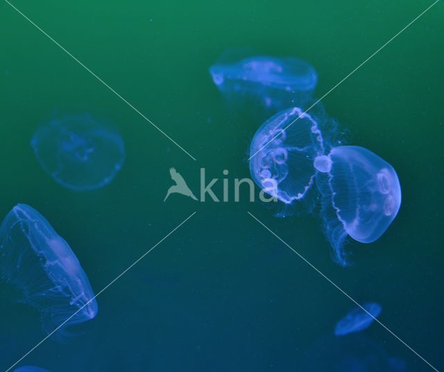 moon jelly