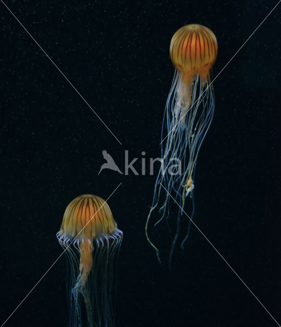 Compass Jellyfish (Chrysaora hysoscella)