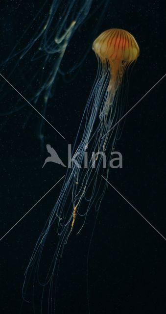 Compass Jellyfish (Chrysaora hysoscella)