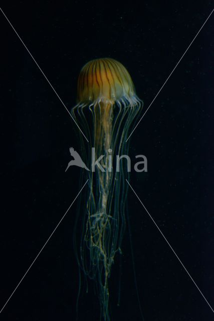 Compass Jellyfish (Chrysaora hysoscella)