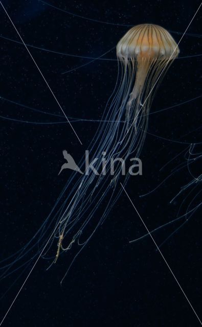 Compass Jellyfish (Chrysaora hysoscella)